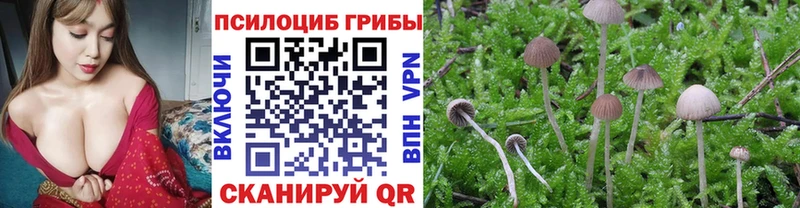 Купить где  Дорогобуж  Псилоцибиновые грибы мухоморы 